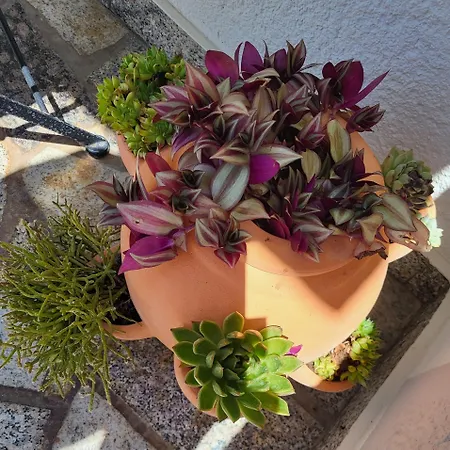 بيت ضيافة I Sobe Mara Palit