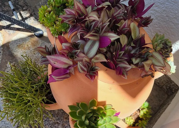 Pensionat I Sobe Mara Palit